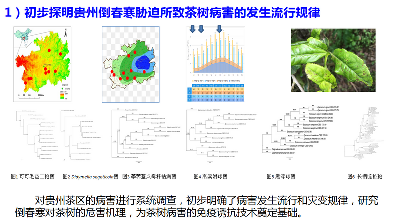 有关于宋宝安:恪守“干净”是贵州茶产业发展的永恒追求的新闻(5)