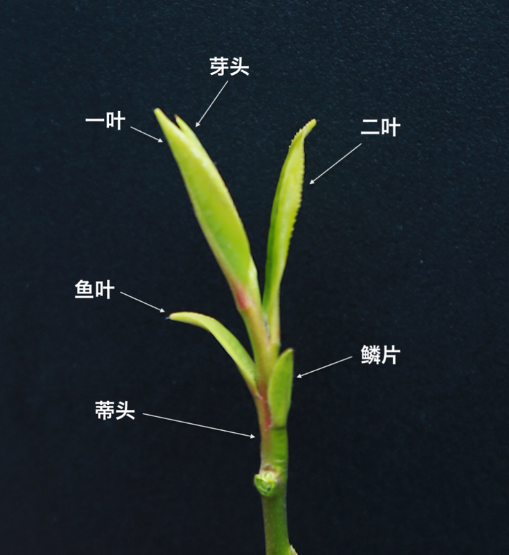 关于2023西湖龙井之声③茶芽监测 茶芽宝宝成长数据速递的最新消息(13)