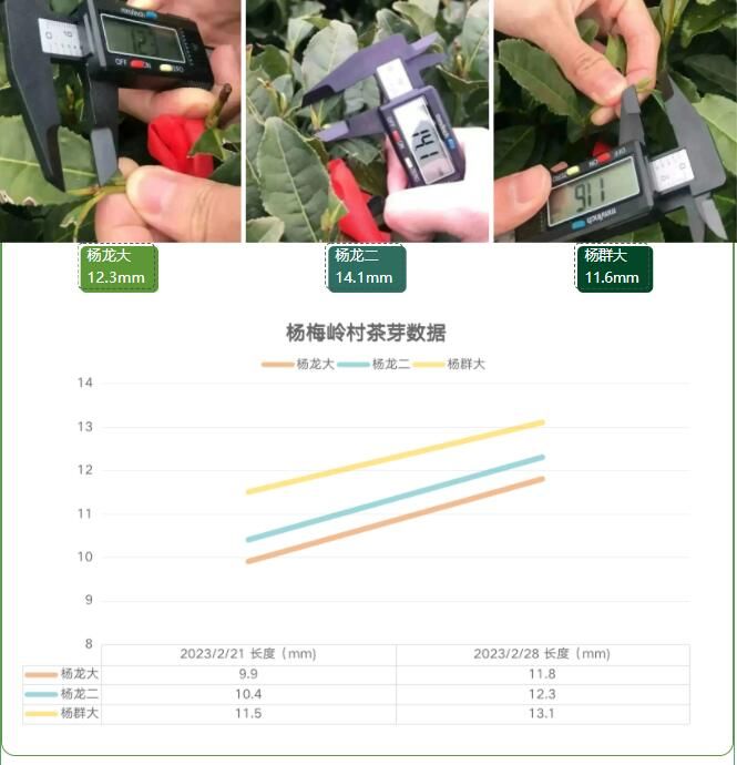 关于2023西湖龙井之声③茶芽监测 茶芽宝宝成长数据速递的最新消息(12)