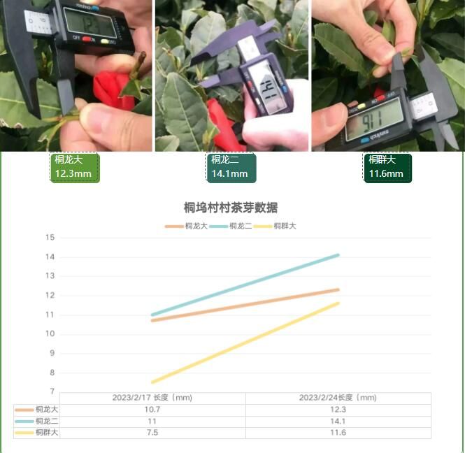 关于2023西湖龙井之声③茶芽监测 茶芽宝宝成长数据速递的最新消息(8)