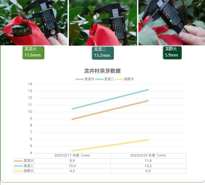 关于2023西湖龙井之声③茶芽监测 茶芽宝宝成长数据速递的最新消息(4)