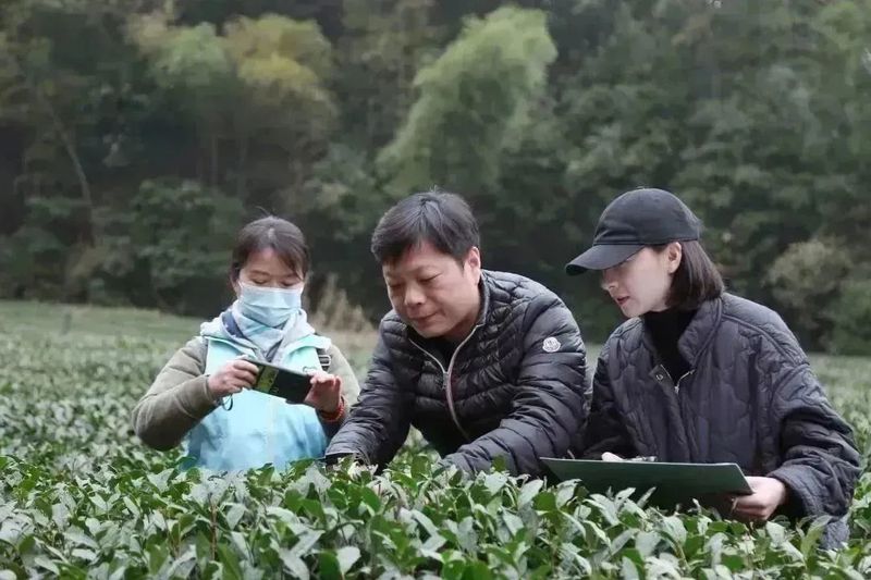 关于2023西湖龙井之声③茶芽监测 茶芽宝宝成长数据速递的最新消息(14)