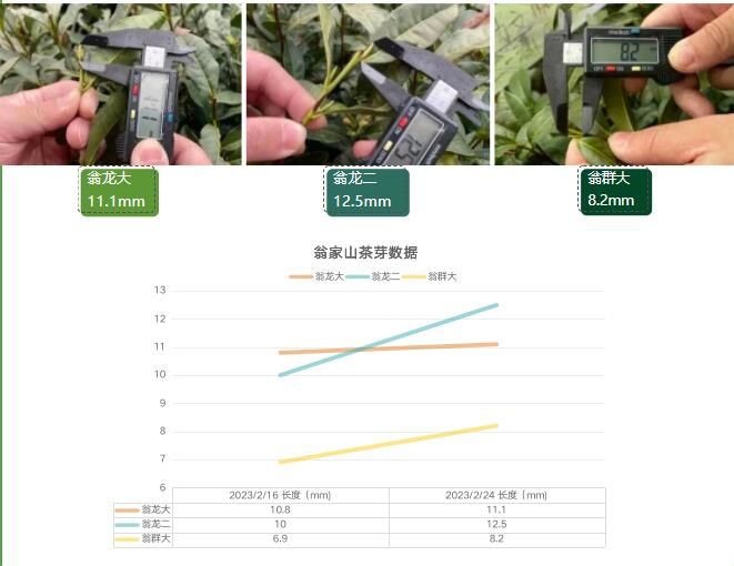 关于2023西湖龙井之声③茶芽监测 茶芽宝宝成长数据速递的最新消息(2)