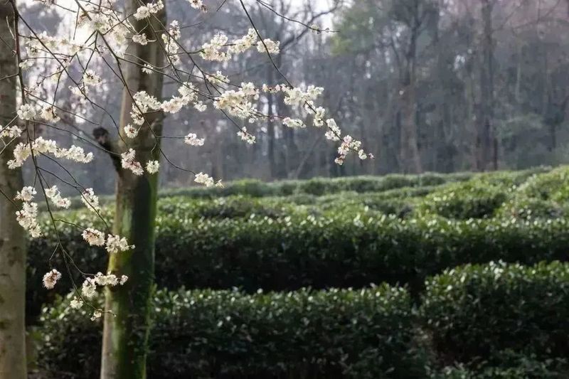 关于2023西湖龙井之声③茶芽监测 茶芽宝宝成长数据速递的最新消息
