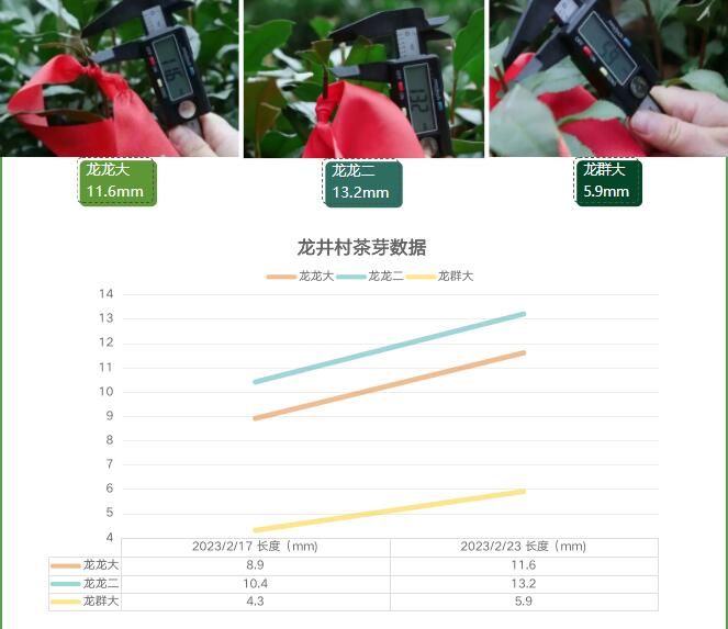 关于2023西湖龙井之声③茶芽监测 茶芽宝宝成长数据速递的最新消息(6)