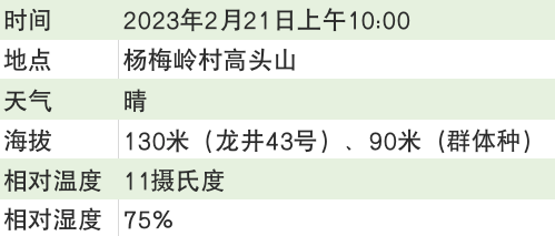 关于2023西湖龙井之声③茶芽监测 茶芽宝宝成长数据速递的最新消息(11)