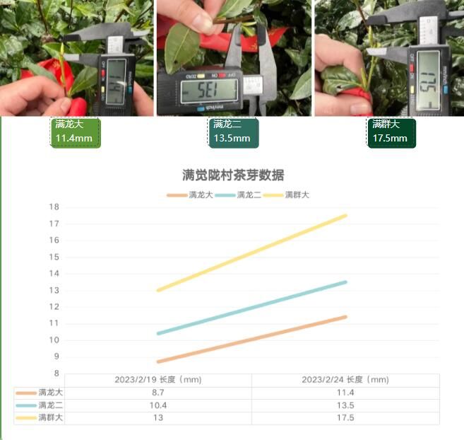 关于2023西湖龙井之声③茶芽监测 茶芽宝宝成长数据速递的最新消息(10)