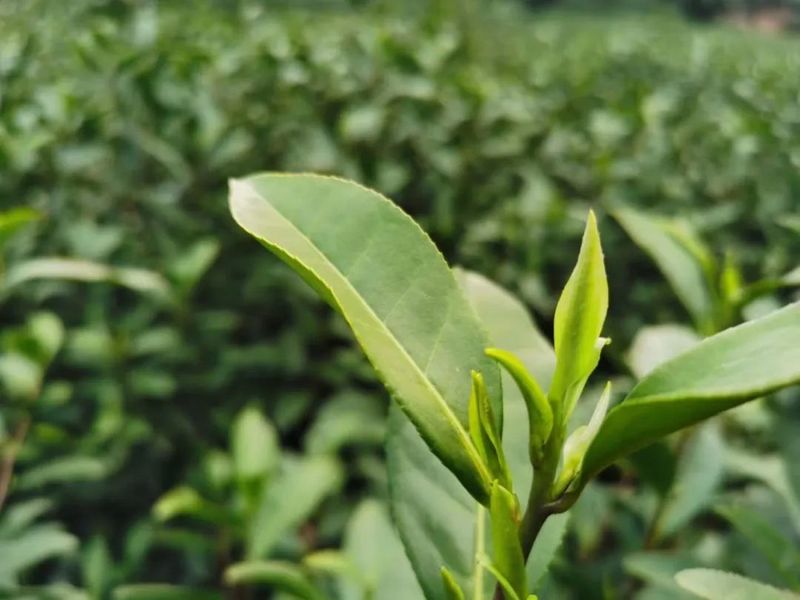 关于不饮春茶鲜,怎知春光美?春茶采摘已上日程啦!的新闻