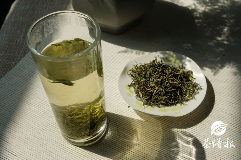 关于不饮春茶鲜,怎知春光美?春茶采摘已上日程啦!的新闻(8)