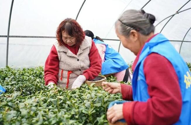 有关于安康平利：长安镇首轮春茶开园采摘的新闻(3)