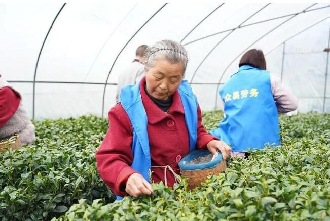 有关于安康平利：长安镇首轮春茶开园采摘的新闻(7)