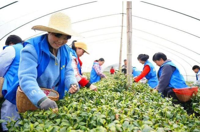 有关于安康平利：长安镇首轮春茶开园采摘的新闻