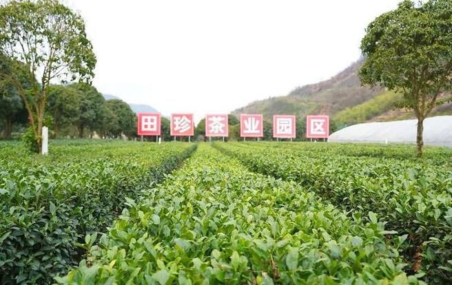 有关于安康平利：长安镇首轮春茶开园采摘的新闻(1)