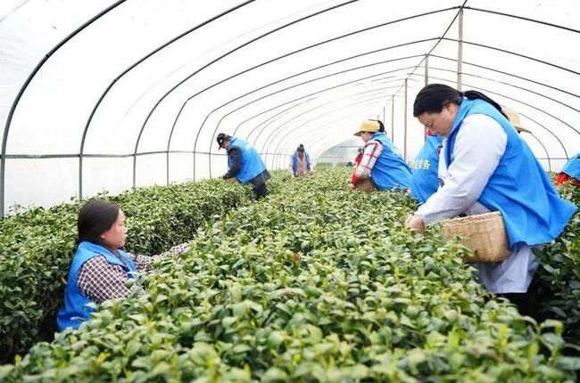 有关于安康平利：长安镇首轮春茶开园采摘的新闻(2)