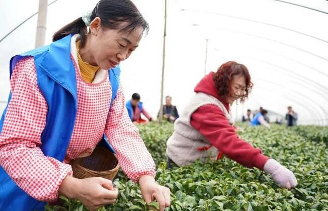有关于安康平利：长安镇首轮春茶开园采摘的新闻(6)
