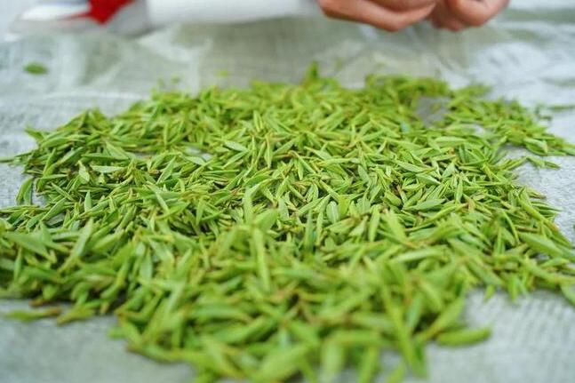 有关于安康平利：长安镇首轮春茶开园采摘的新闻(8)