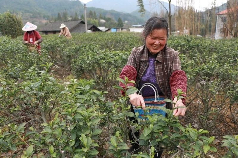 关于印江22.45万亩投产茶园全面开采的信息(6)