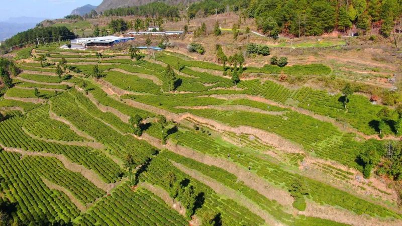 关于印江22.45万亩投产茶园全面开采的信息(1)