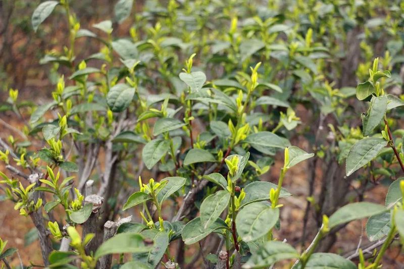 关于印江22.45万亩投产茶园全面开采的信息(3)