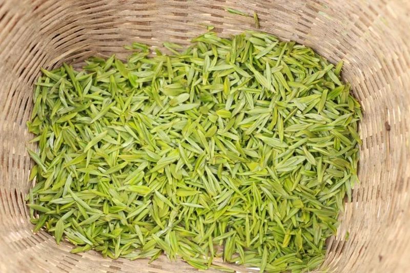 关于印江22.45万亩投产茶园全面开采的信息(5)