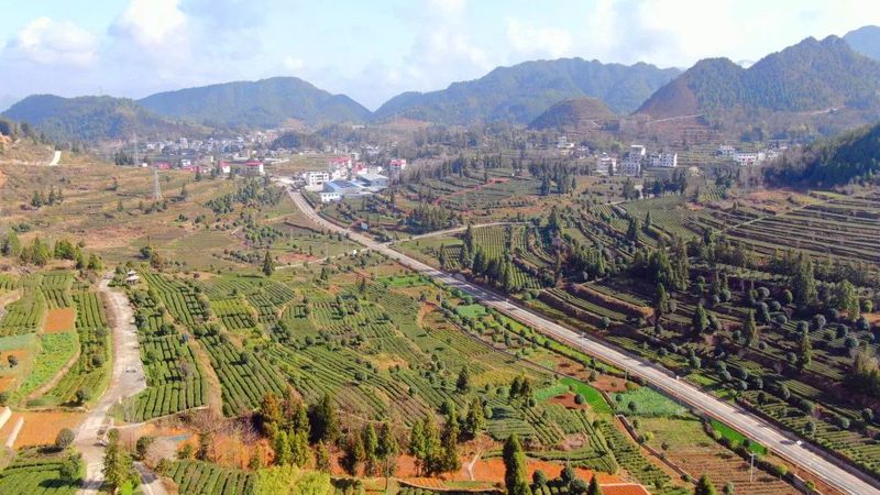 关于印江22.45万亩投产茶园全面开采的信息