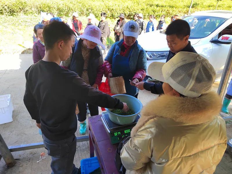 关于印江22.45万亩投产茶园全面开采的信息(7)