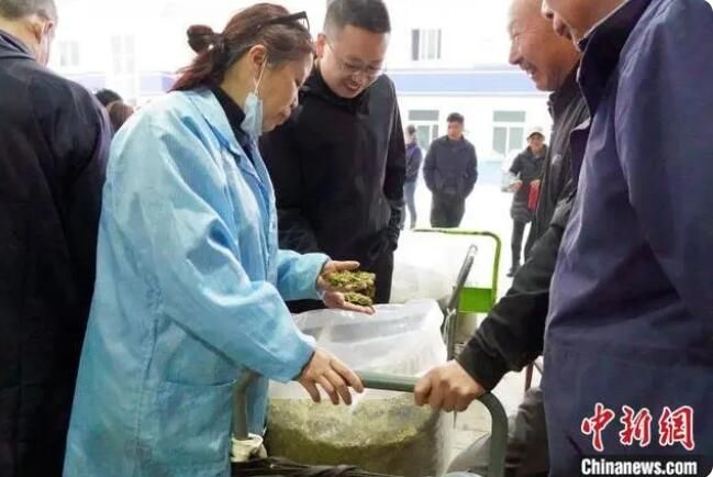 有关于浙江遂昌春茶走俏 茶产业迎“开门红”的新闻(1)