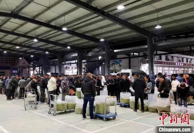 有关于浙江遂昌春茶走俏 茶产业迎“开门红”的新闻