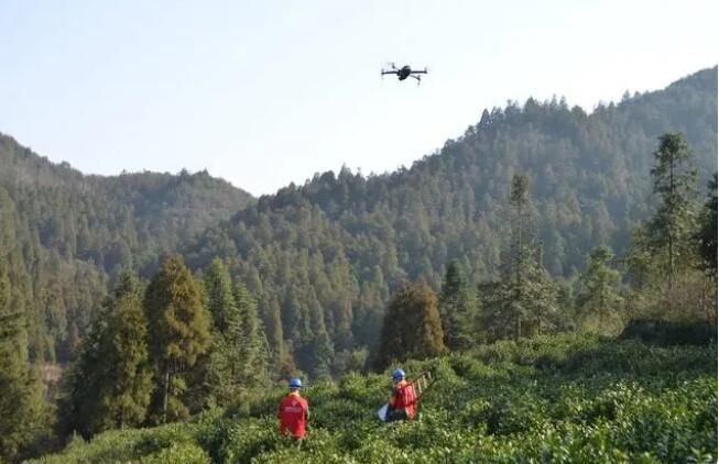 关于国网瓯海供电分公司：春茶飘香 电力护航的新闻