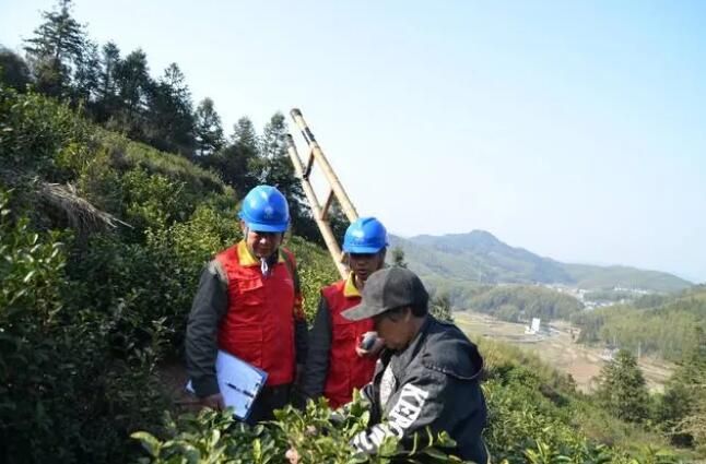 关于国网瓯海供电分公司：春茶飘香 电力护航的新闻(1)