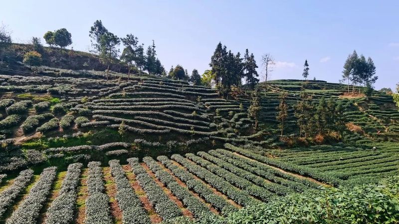 有关于乐山定文镇春暖茶飘香，茶农采摘忙！的资讯