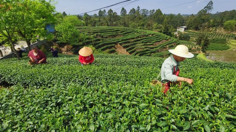 有关于乐山定文镇春暖茶飘香，茶农采摘忙！的资讯(3)