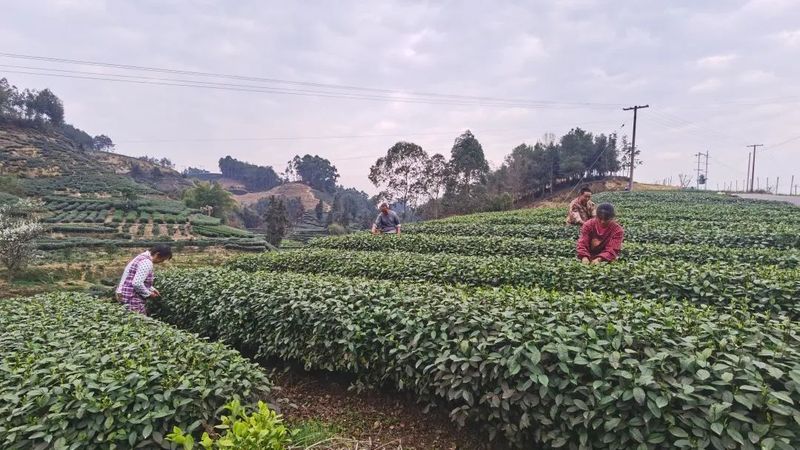 有关于乐山定文镇春暖茶飘香，茶农采摘忙！的资讯(6)