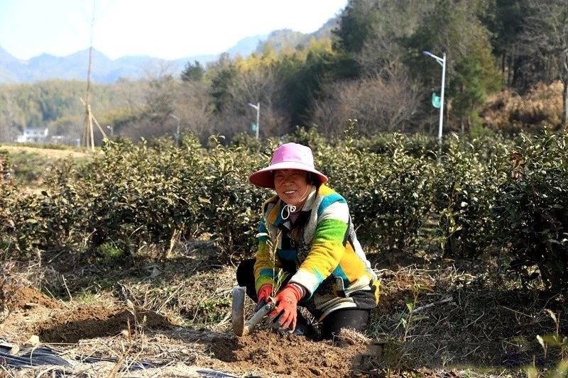 关于潜山茶庄村：茶香溢满乡村振兴路的消息(2)