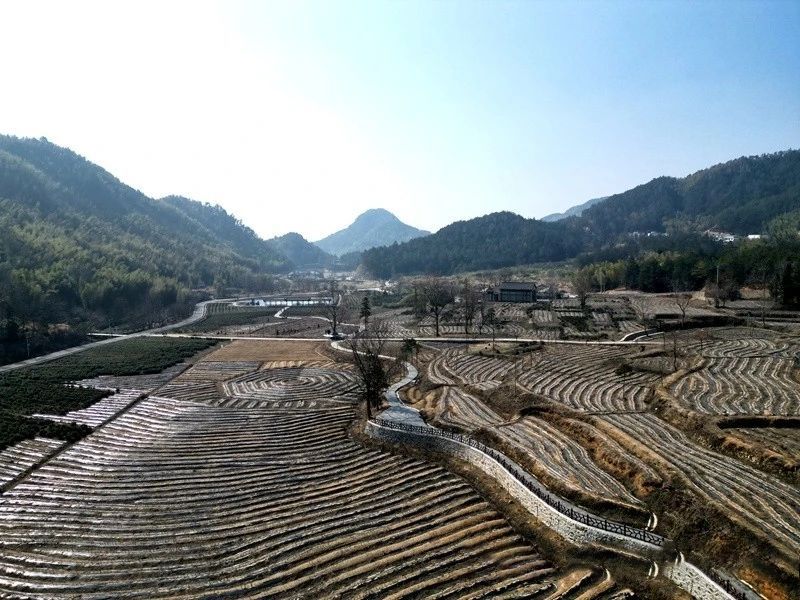 关于潜山茶庄村：茶香溢满乡村振兴路的消息