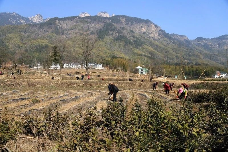关于潜山茶庄村：茶香溢满乡村振兴路的消息(1)