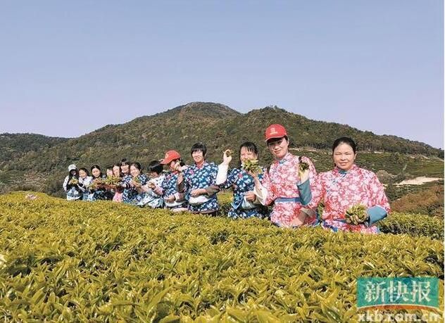 有关于五华县棉洋镇 共建茶叶示范基地,打造乡村茶旅社区的资讯