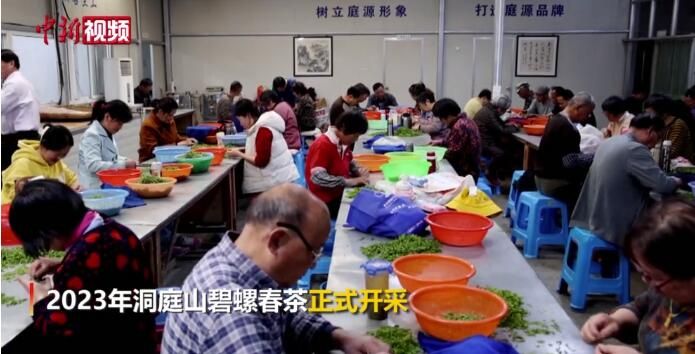 有关于苏州洞庭山碧螺春茶迎入遗后首个采茶季的资讯(1)