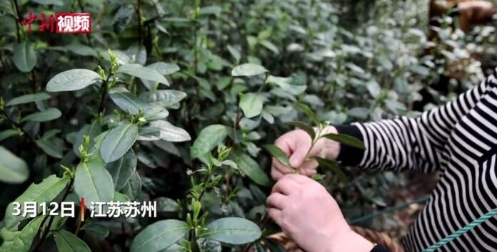有关于苏州洞庭山碧螺春茶迎入遗后首个采茶季的资讯