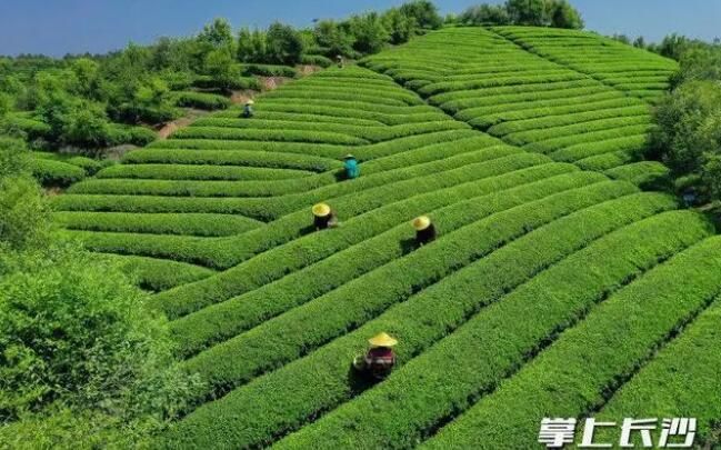 有关于长沙县金井镇三万余亩茶田陆续迎来今春头采的最新消息