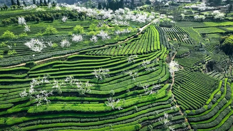 有关于高县：茶香满城客来早 春茶市场交易火的信息(4)