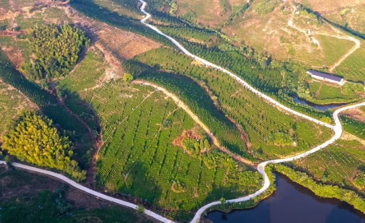 关于安徽芜湖繁昌区：万亩白茶园 助农奔富路的最新消息(2)