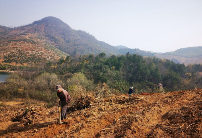关于安徽芜湖繁昌区：万亩白茶园 助农奔富路的最新消息