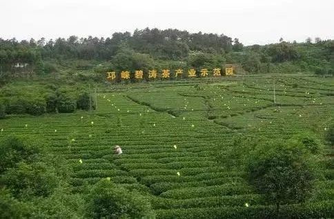 有关于​“邛崃黑茶”2023年度新品发布在碧涛茶业举行的最新消息