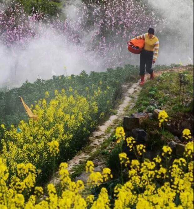 关于茶园里的“女神”，平均60岁的资讯(1)