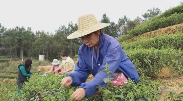 关于大鹏镇 茶山春意浓 春茶采摘忙的内容(1)