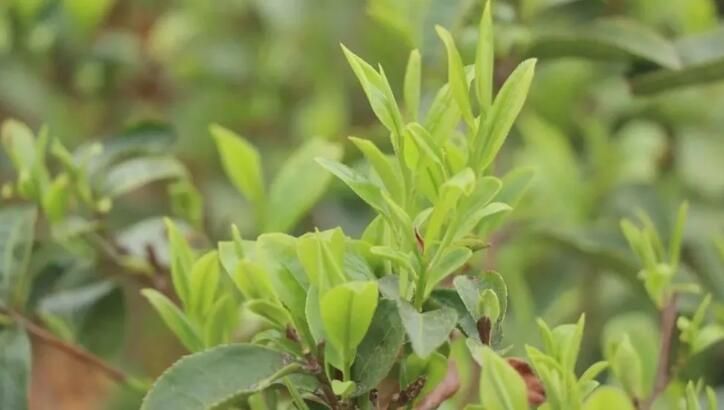 关于大鹏镇 茶山春意浓 春茶采摘忙的内容(5)