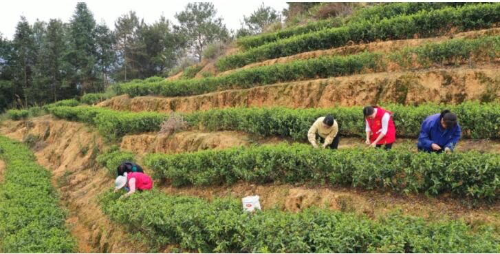 关于大鹏镇 茶山春意浓 春茶采摘忙的内容