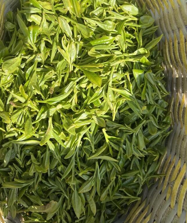 有关于渤海镇千余亩乌牛早春茶进入采摘“黄金季”的消息(2)