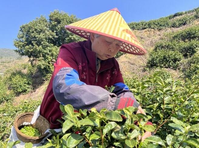 有关于渤海镇千余亩乌牛早春茶进入采摘“黄金季”的消息(4)